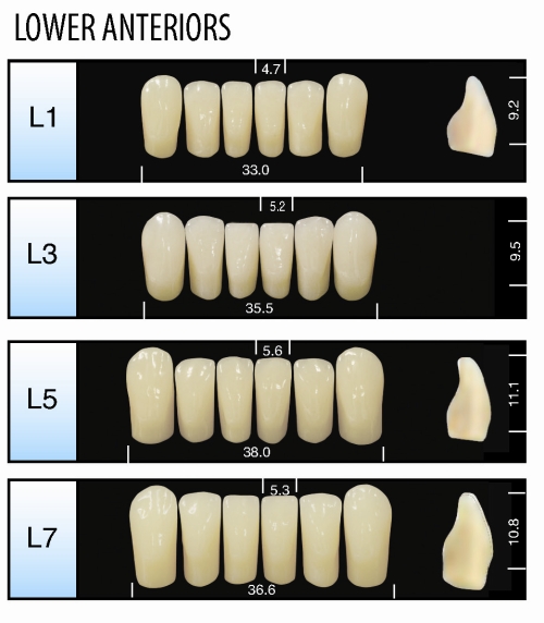 Denture Teeth Size Chart