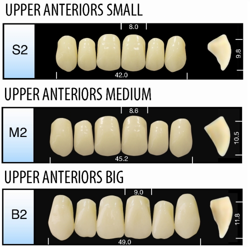 Denture Teeth Size Chart